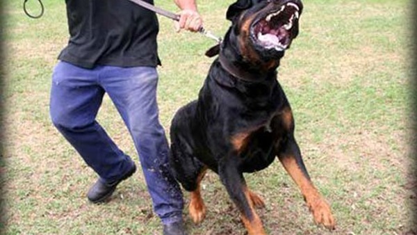 كلب حرس جثة رفيقته بعد مقتلها في حادث يعود إلى عائلته مجددا