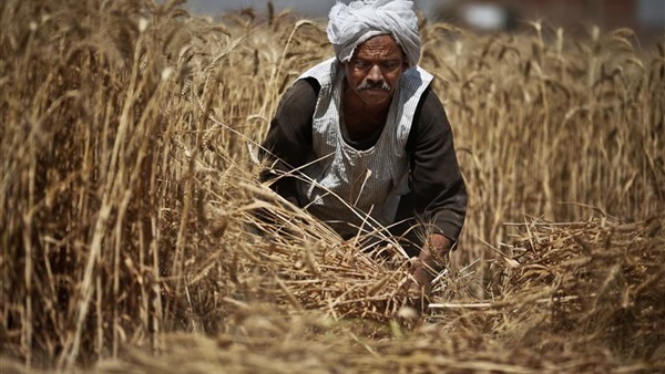 نقيب فلاحي دمياط: الحكومة لم تحدد سعر يتلائم مع تعب المزارع