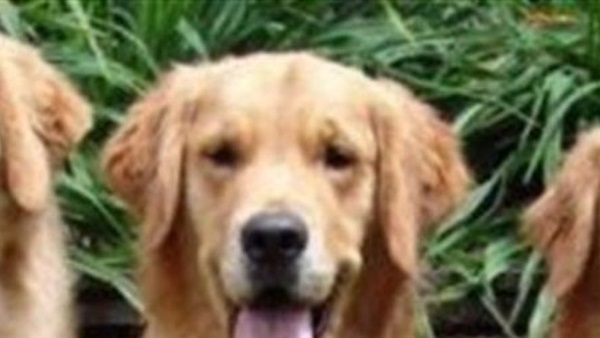 دراسة: الكلاب تفسر الكلام ونبرة الصوت كالبشر