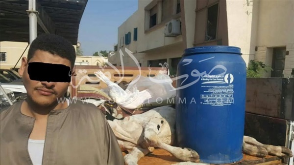 ضبط طن لحوم نافقة وغير صالحة قبل بيعها بالفيوم 