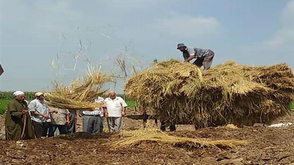 انتهاء حصاد محصول الأرز والاستفادة من 1122 طن قش في دمياط