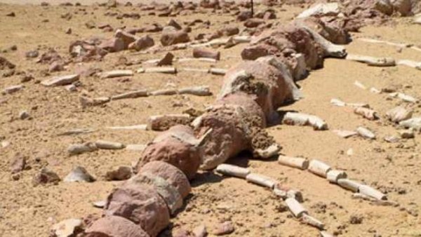 البيئة: تأجيل افتتاح متحف وادى الحيتان لديسمبر المقبل