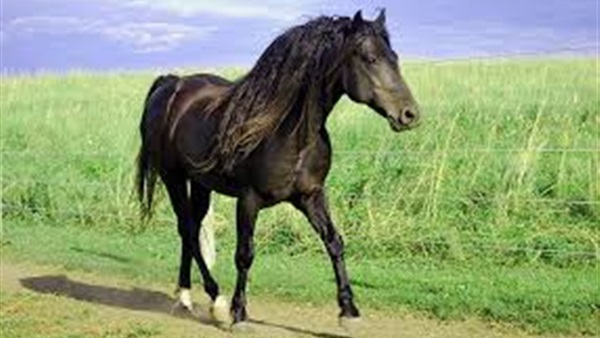 السماح بتصدير الخيول المصرية إلى بلجيكا بعد توقف دام 6 سنوات