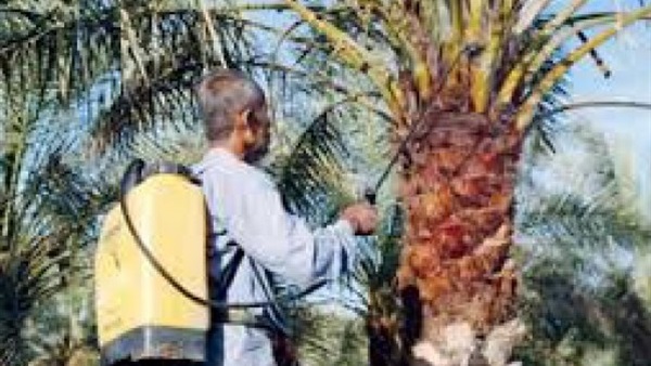 زراعة القاهرة: فحص 6 آلاف نخل مصاب خلال أكتوبر الماضي 