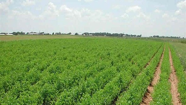 تأخر سقوط الأمطار يهدد الزراعة في المغرب