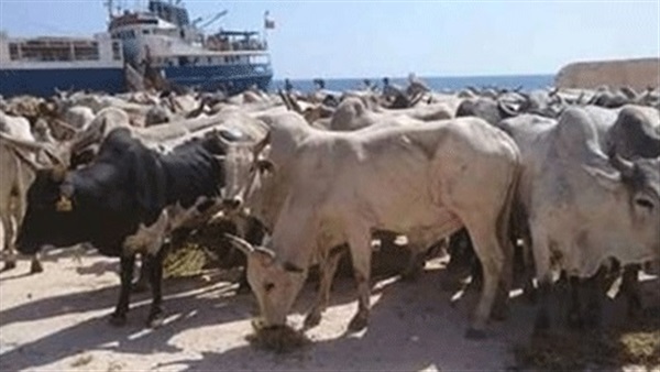 وصول 1596 رأس عجول «حية» إلى ميناء أبو طرطور 