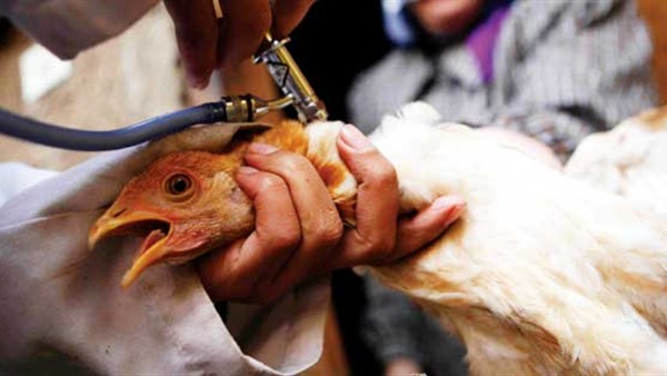 تفشي إنفلونزا الطيور في 6 دول أوروبية
