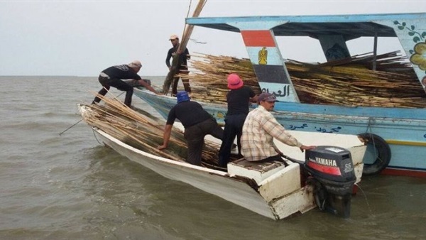 محافظ كفر الشيخ يوجه بإزالة «تعديات بحيرة البرلس»