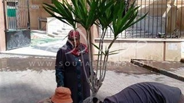 تجميل وتنظيف شوراع حي شرق بورسعيد (صور)