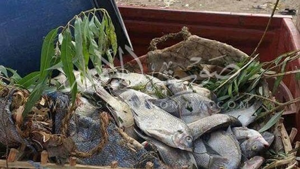 ضبط 60 كيلو سمك غير صالحة للاستهلاك بسوهاج (صور)