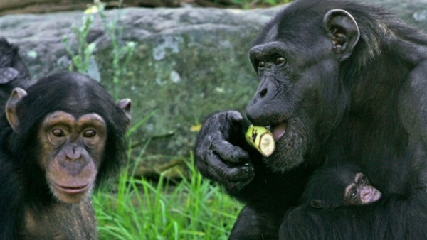 دراسة: قردة البونوبو تصاب بقصر النظر مثل البشر