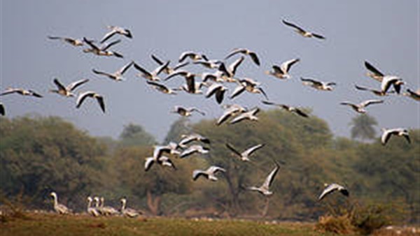 فنلندا تعثر على طيور برية مصابة بأنفلونزا الطيور في جزر آلاند