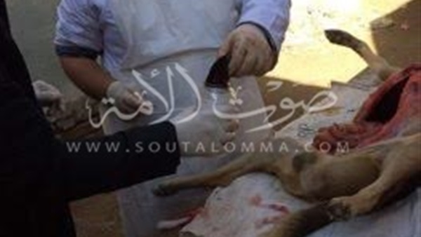 «نيابة دكرنس» تحقق في مقتل كلب بلجيكي‎ (صور)