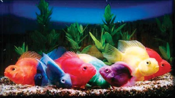 علماء يوضحون طرق التخلص من أسماك الزينة