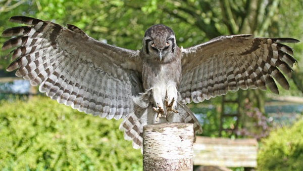 الحكم بالسجن المؤبد على «بومة»