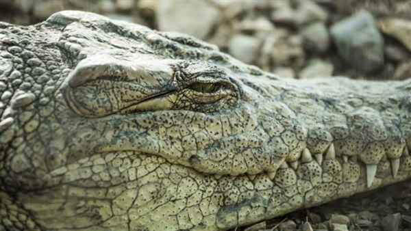 علماء يكتشفون كيفية نوم «التمساح» بعين واحدة مفتوحة