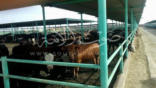 جهاز الخدمة الوطنية يطور مجزر الماشية في سيناء