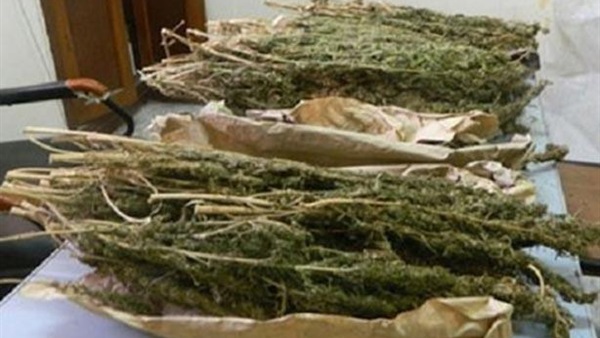 البانجو يسبب الانفصام والموت المبكر وتلف الألياف العصبية بالمخ