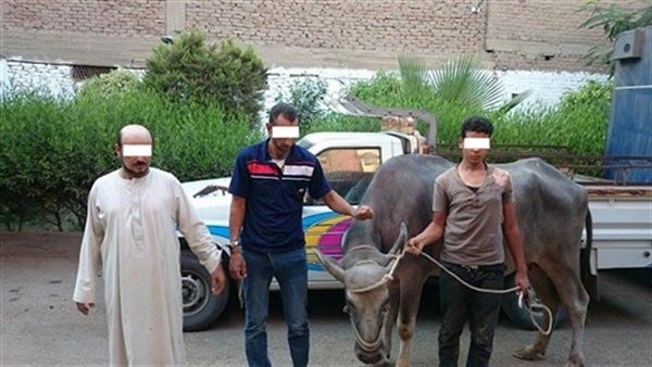 ضبط عصابة لسرقة الماشية بأشمون في المنوفية