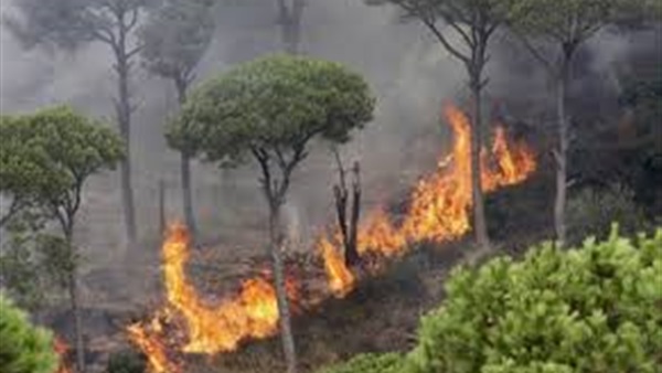 حرائق في غابات بولاية أمريكية ومصرع 3 أشخاص