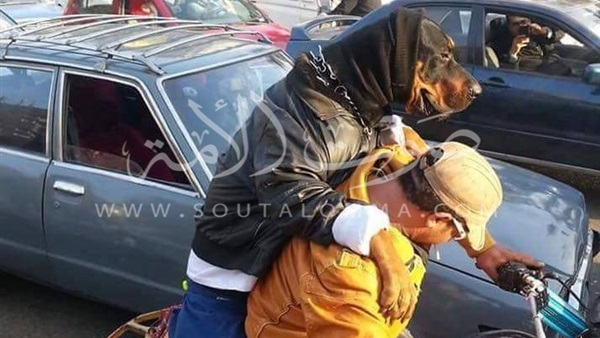 كلب يستقل «موتوسيكل» خلف صاحبه (صورة)