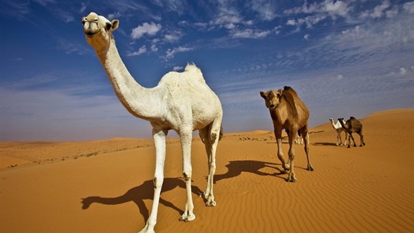 «الجمل» ليس الوحيد الذي يتحمل الجوع هناك 10 حيوانات أخرى!