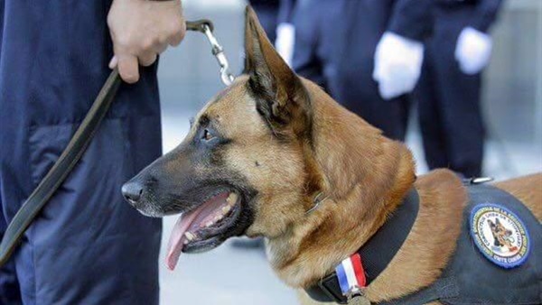 الكلب ديزل يثير حزن الشعب الفرنسي إثر مقتله في تفجير إرهابي