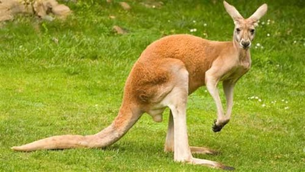 أسترالي يهاجم حيوان الـ«كنغر» لإنقاذ كلبه