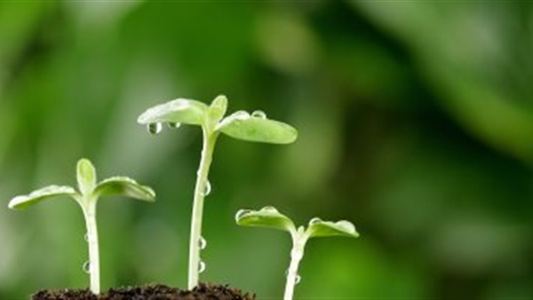 براعم النباتات أحدث علاجات ضغط الدم المرتفع والاعتلال المفصلى