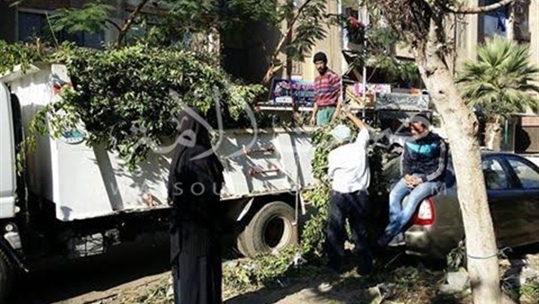 تقليم أشجار «الفيكس» بحدائق بنك الاسكان في بورسعيد 