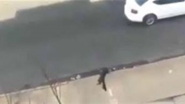 اعتقال فتاة ألقت بقطة من الشرفة.. للتسلية