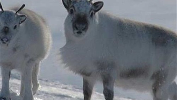 تقرير يحذر من انقراض «الرنة» الكندي