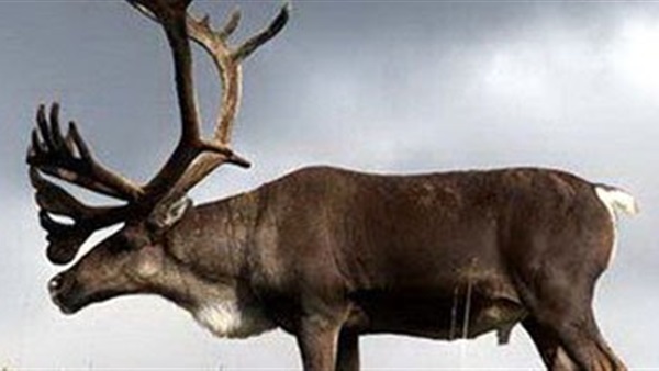 حيوان "الرنة" الكندى مهدد بالانقراض