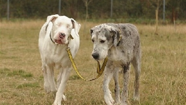 كلب يرفض ترك حبيبته بعد إصابتها بالعمى 