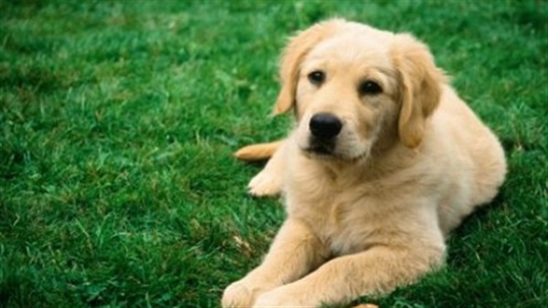 «الخل الوفي».. كلب ينقذ حياة صاحبه المريض