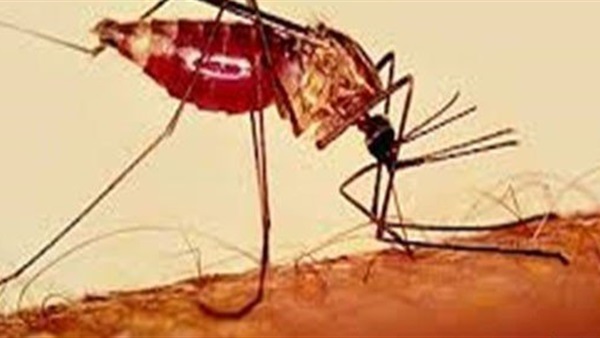 الناموسية المزودة بمضادات الحشرات أفضل وسيلة لمكافحة «الملاريا» 