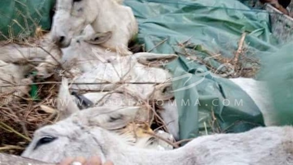 ضبط سيارة محملة بـ 22 حمارا نافقا بالمنوفية