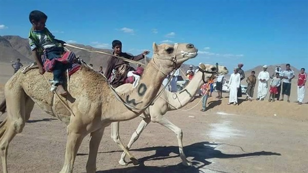 اليوم.. انطلاق «سباق الهجن» بطور سيناء