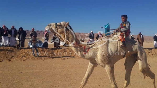 «الحويطات» تفوز بختام مهرجان الهجن