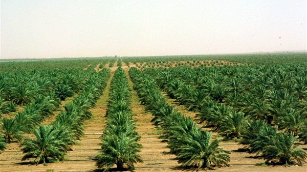 مسؤول بجنوب السودان يدعو مصر لمساعدة بلاده في تحقيق الأمن الغذائي