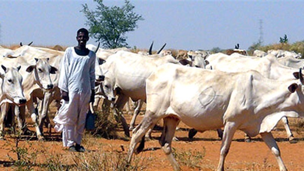 30 مليون رأس ثروة حيوانية غير مستغلة في جنوب السودان