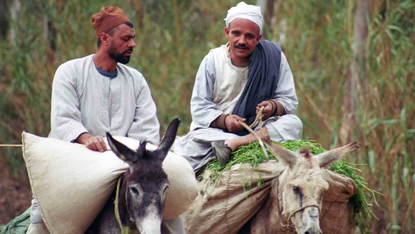 «لاحياة لمن تنادي» شعار «الزراعة» مع الفلاحين.. الوزارة تعلن تحديد طن قصب السكر بـ620 جنيها.. وتمتنع عن شراء القطن من المزارعين.. وتستورد القمح من الخارج وتترك المحصول المحلي 