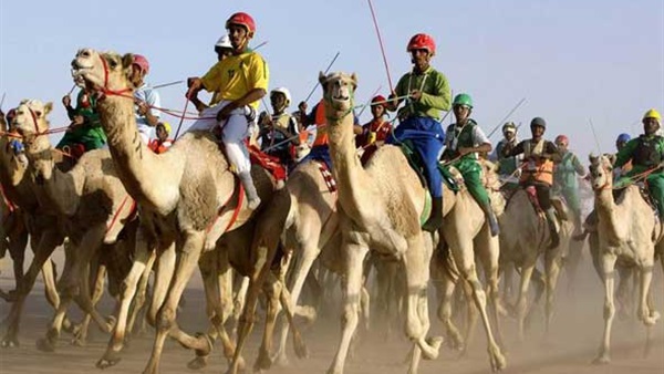 125 سيارة فارهة تنتظر الفائزين بمهرجان سباقات الهجن العربية بالإمارات الأحد