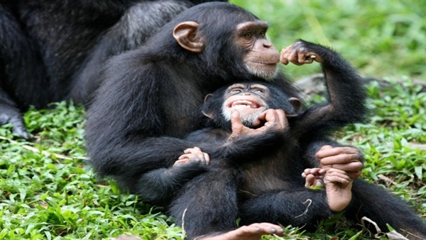الصرخات وسيلة التعارف بين «البونوبو»