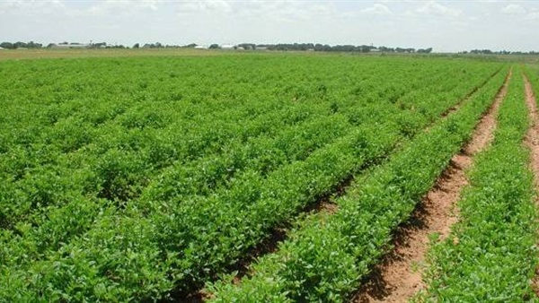 خبير اقتصاد زراعي: «الكارت الذكي» يحصر أملاك الفلاحين