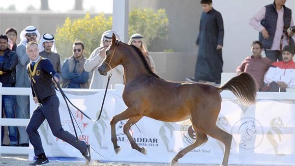 الخميس.. انطلاق بطولة الكويت الخامسة لجمال الخيل العربية