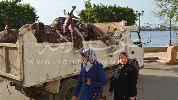 ضبط 51 حمارا مذبوحا في كفر الشيخ (صور)‎