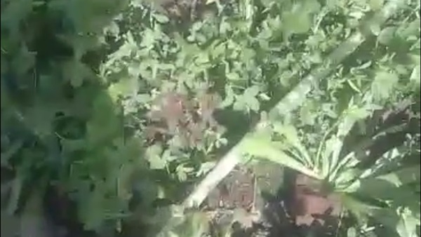 ضبط مزارعين يروون أراضيهم بمياه الشرب في الفيوم