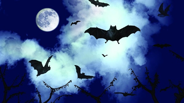 تتغذى على دماء البشر.. الخفافيش مصدر انتشار «داء الكلب»