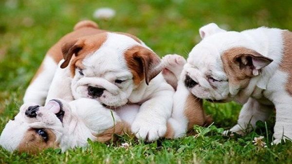 محكمة ألمانية تحكم بعدم تفرقة حيوانات أليفة بعد انفصال الزوجين